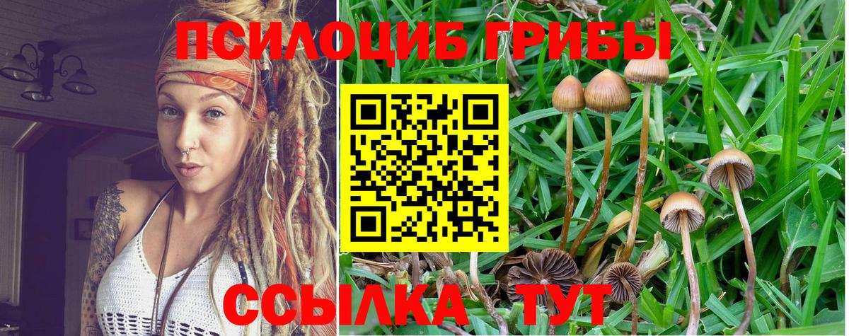 Псилоцибиновые грибы Psilocybine cubensis Ангарск